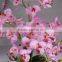 high quality decorative artificial plant butterfly orchid flower for wholesale