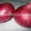onion importer from india
