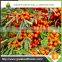 hot sale frozen sea buckthorn berries