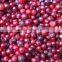 BRC,KOSHER,HALAL IQF vaccinium vitis