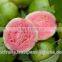Natural Pink Guava Pulp Supplier