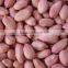 EXPORT QUALITU BEST GROUNDNUTS KERNEL