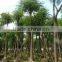 outdoor ornamental landscape blooming plants of Delonix regia (Boj.) Raf