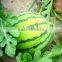 Plant Root Growth Liquid Bio Fertilizer