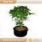 home plant pots outside,vegetable plant pot