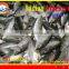 FROZEN W/R INDIAN MACKEREL