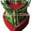Lucky bamboo ( Dracaena Sanderiana) heart shape