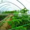 Yam net Plant support net Tomato support net Lupulus supporting trellis net in hot selling