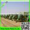 Supply 2016 LDPE greenhouse film for table grape cover, woven or blow molding greenhouse film,anti hail/rain protection cover