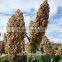 white sorghum price is very competitive