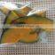 Ready sale Natural VF Dried Pumpkin Crispy