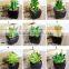 Factory Sale Artificial Succulent Plants Mini Potted Artificial Succulent Plants