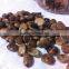 High Quality Wild Fruit Seeds Kadsura Coccinea Seeds For Growing