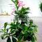 desert rose