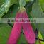 Gurjun balsam oil