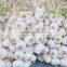 Fresh Ly Son garlic at best price in new crop