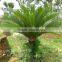 Artificial Cycas Revoluta Sago Cycas for Jurassic Period Dinosaur Hall