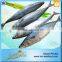 Frozen Live Fish Horse Mackerel