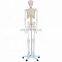 Life-size 180 cm Cheap Plastic Skeleton Human Anatomy Skeleton Model Science Toy for Sale