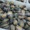 china frozen abalone in shell for sale