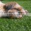 Spine shape four color outdoor Landscaping synthetic grass