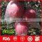 2016 new fresh honey fuji apples exporter in China