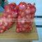 Gold Onion ( crops 2013)