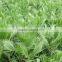 Washingtonia filiferaLinden.Wendland of outdoor ornamental decrotive landscaping palm trees plants