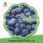 China delicious new seasonwholesale bulk frozen blueberries