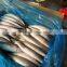 Hot sale frozen indian mackerel fish