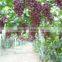 Grape Seed Extract