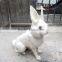 Tan Brown Standing Adorable Rabbit Easter Bunny Furry Animal Decor