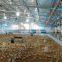 control shed equipments chicken farm local houses in africa