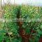 liquid Chitosan pesticide nematodes killer