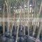 Lagerstroemia Indica D7cm Trunk Height 1.8m