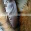 SJ190-01 Big Fur Collar for Garments/Garment Accessory Fur Collars