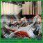 Wheat/Rice/Corn/Mung/Bean/Flour Dry Noodle Machine|Dry Noodle Machine