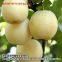 Chinese pear wholesaleyapearfengshuipears huangguanpears