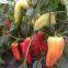 White Sweet Pepper Seeds Sweet Pepper Greenhouse Plant Pepper Seeds No.45