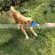 Pet toy interactive spiked elastic drawstring ball molar dog toys tpr