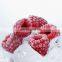 BRC HALAL HACCP organic fresh IQF Frozen Red Raspberry