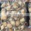 frozen abalone price