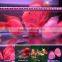 rgb blue white led aquarium LIGHT