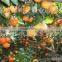 Fresh Navel Orange with good quality from China
