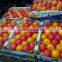Fresh Navel orange High Quality