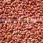Red Peanut