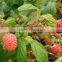 raspberry tree seedling