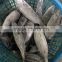 300-500g Seafrozen Bonito fish Auxis Thazard