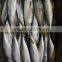 Frozen Pacific Mackerel Good-quality Seafood Pacific Mackerel Whole