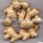 2017 fresh Ginger from China